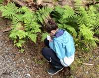A young explorer crouches next to the ferns to take notes