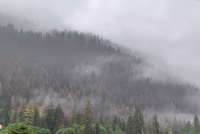 Photo of foggy forested slopes in Juneau