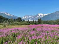 A field of fireweed stretches before a mountain view