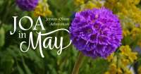 Close up of a purple spherical flower overlaid with text: JOA in May