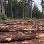 Downed logs in a forest.