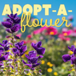 IR Photos - adopt a flower (2) Graphic with a photo of purple flowers against a blue sky. Words state โAdopt -A-Flower.โ