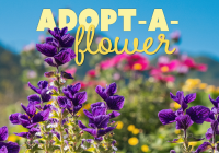 Graphic with a photo of purple flowers against a blue sky. Words state “Adopt -A-Flower.”
