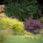 Trees at an arboretum.